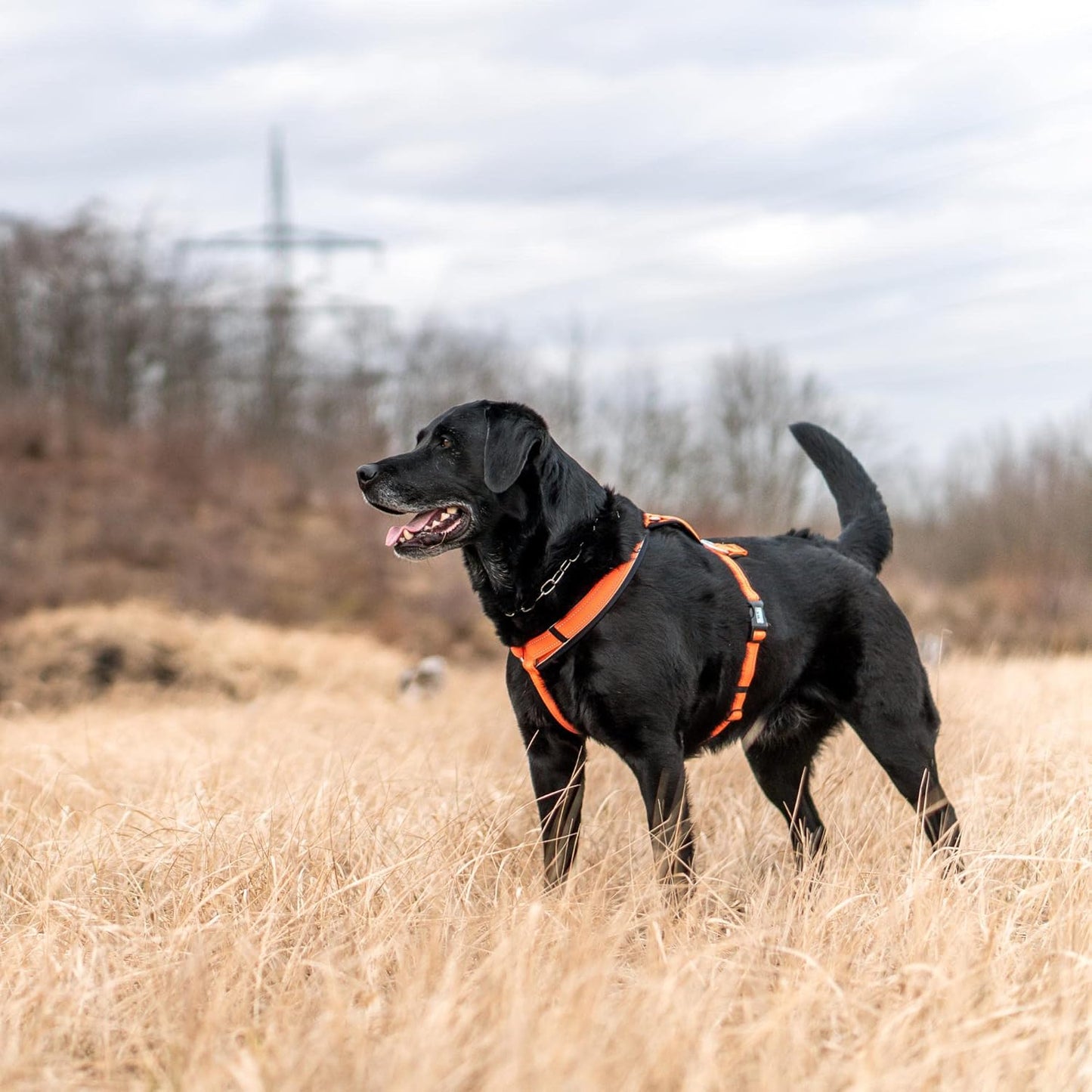 Hundegeschirr - Y-Geschirr