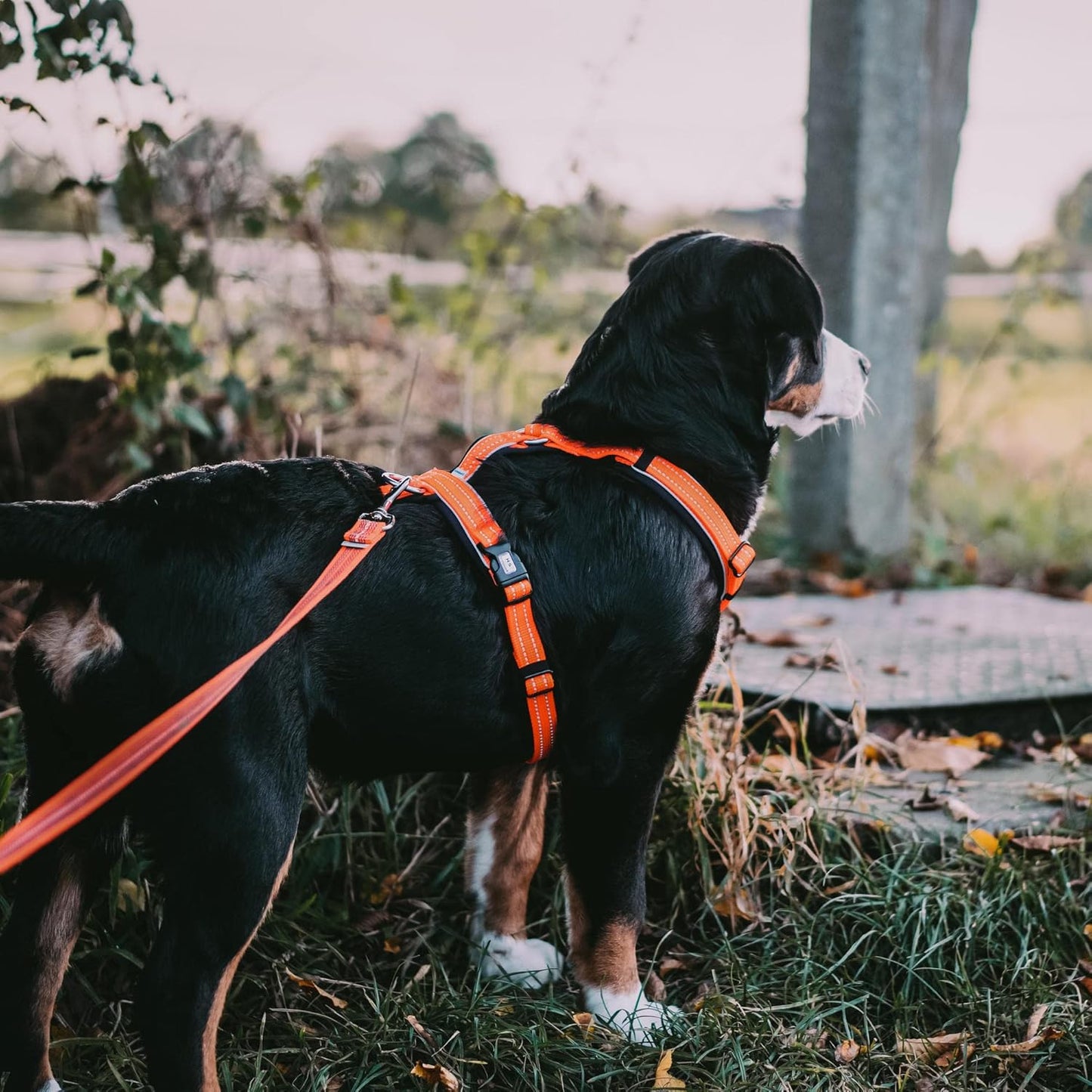 Hundegeschirr - Y-Geschirr