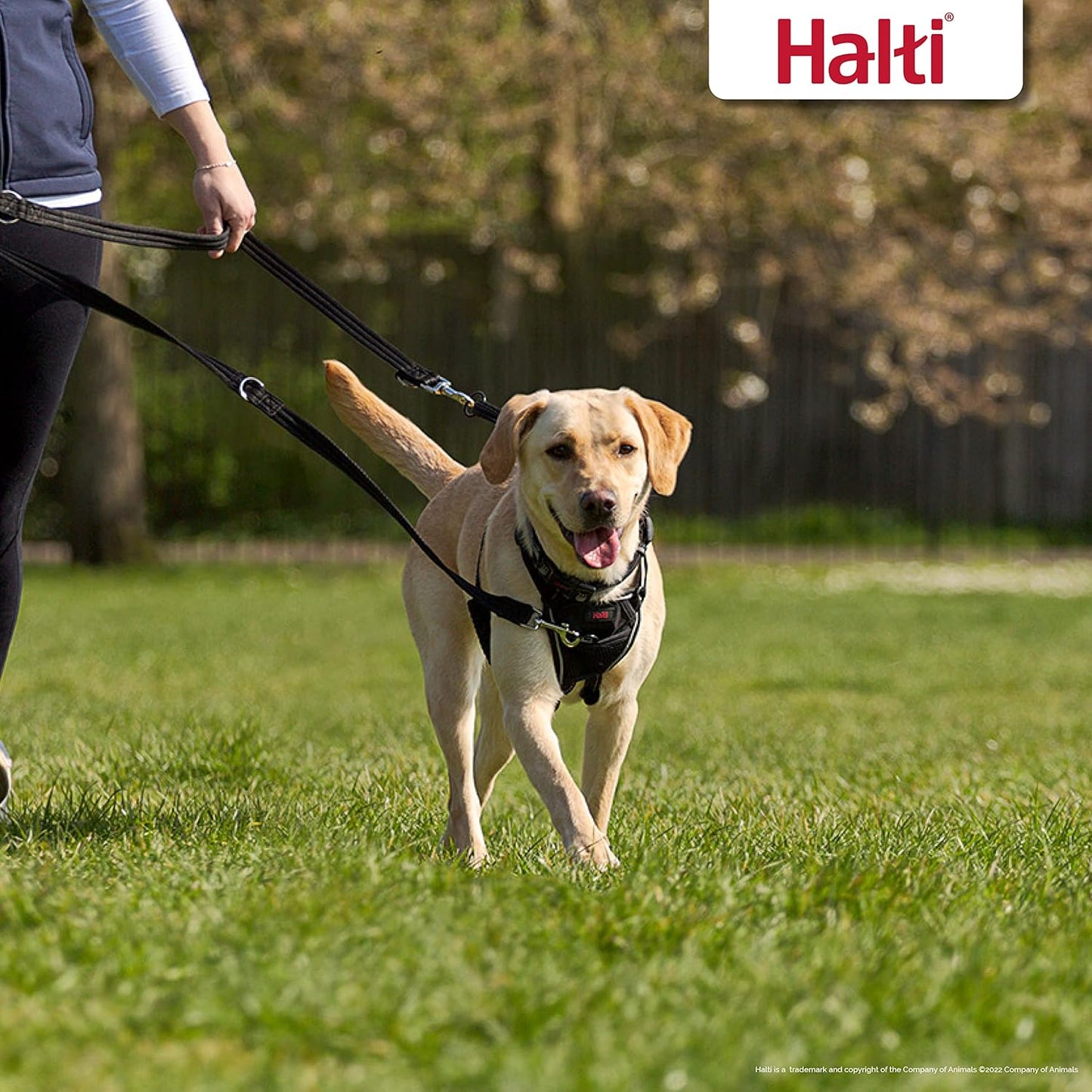 HALTI Doppelführleine für Hunde, 2m, S Schwarz