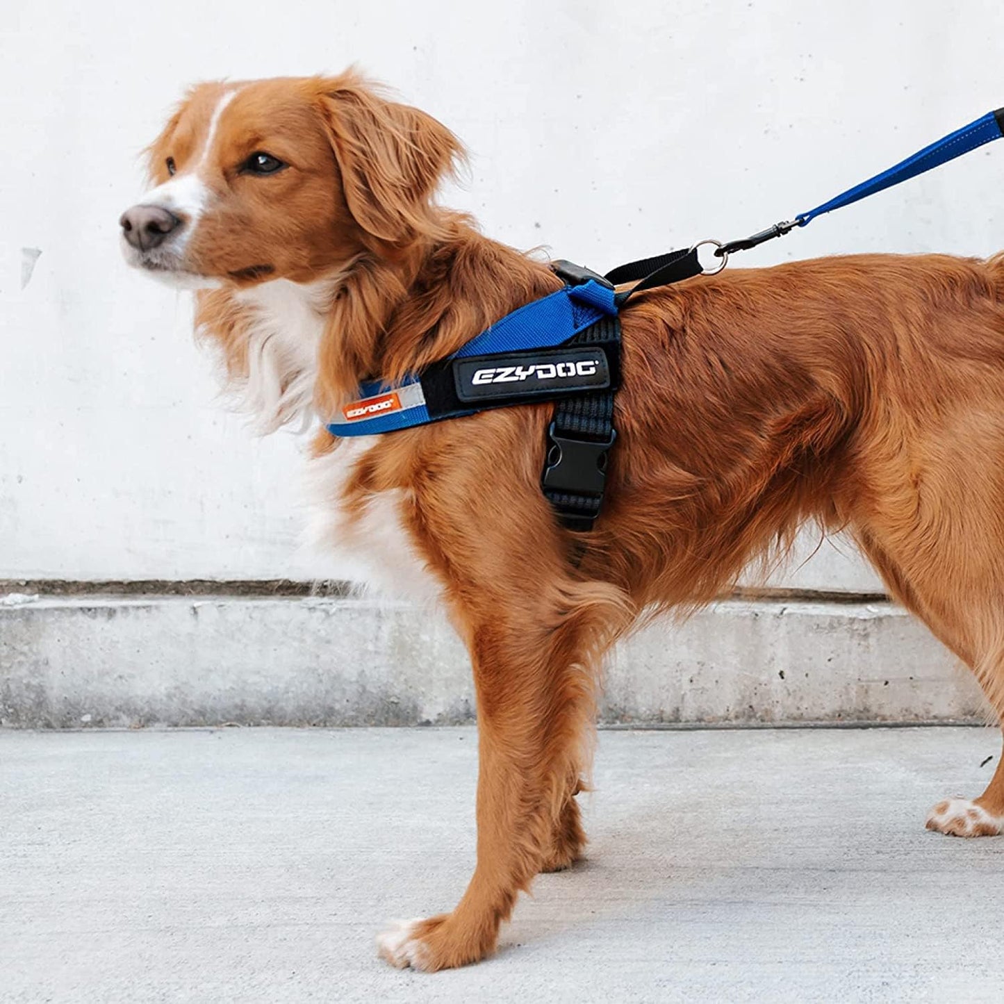 Express - Reflektierendes Hundegeschirr, L Schwarz