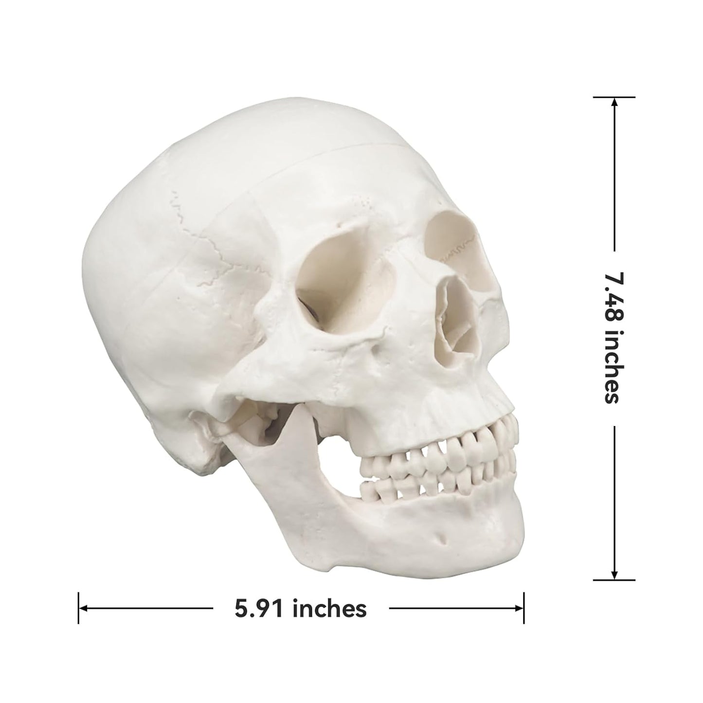 Anatomisches Schädelmodell mit abnehmbarer Schädeldecke, Weiss