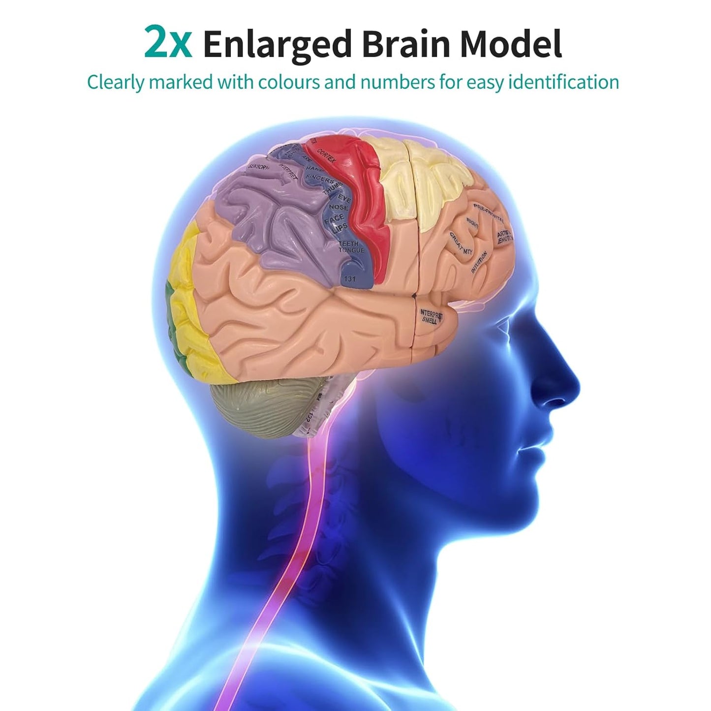 Anatomie Gehirnmodell, Gehirn Modell