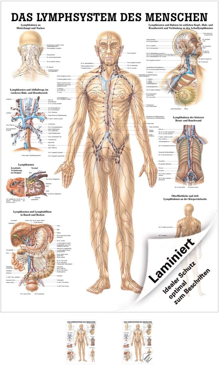 Anatomie-Lehrtafel: Das Lymphsystem, mit Laminierung