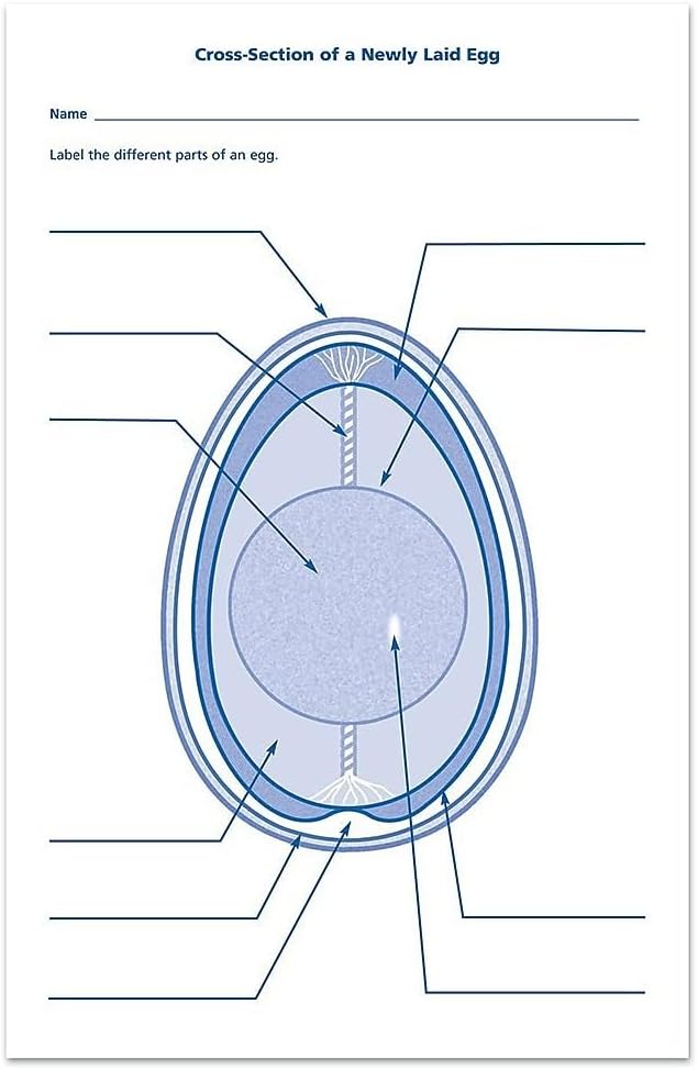 Entdeckerset Entwicklungszyklus Hühner-Ei-Modell