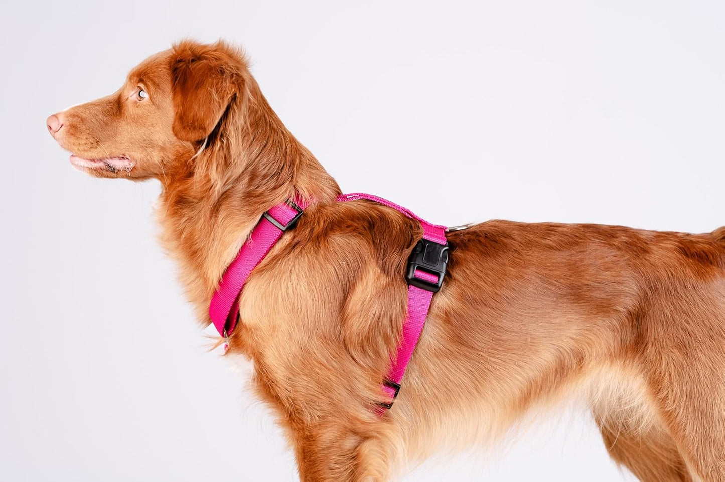 Guard - Ausbruchssicheres Hundegeschirr, M, Rosa