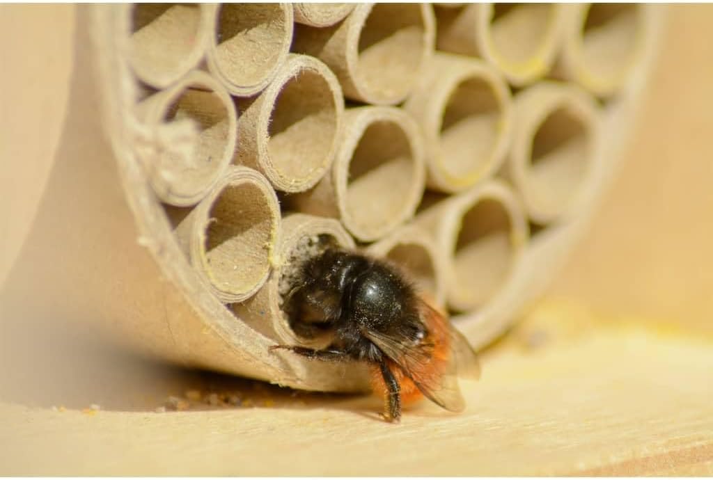 Profi-Wildbienenhotel mit Papierröhrchen