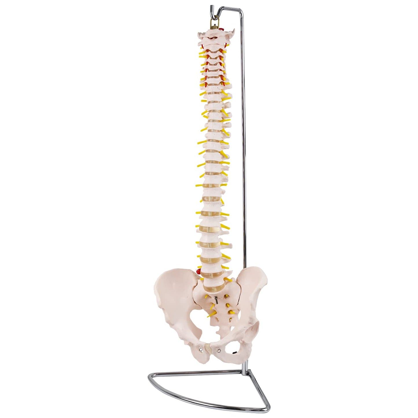 Anatomie Modell Skelett mit Bandscheibenvorfall