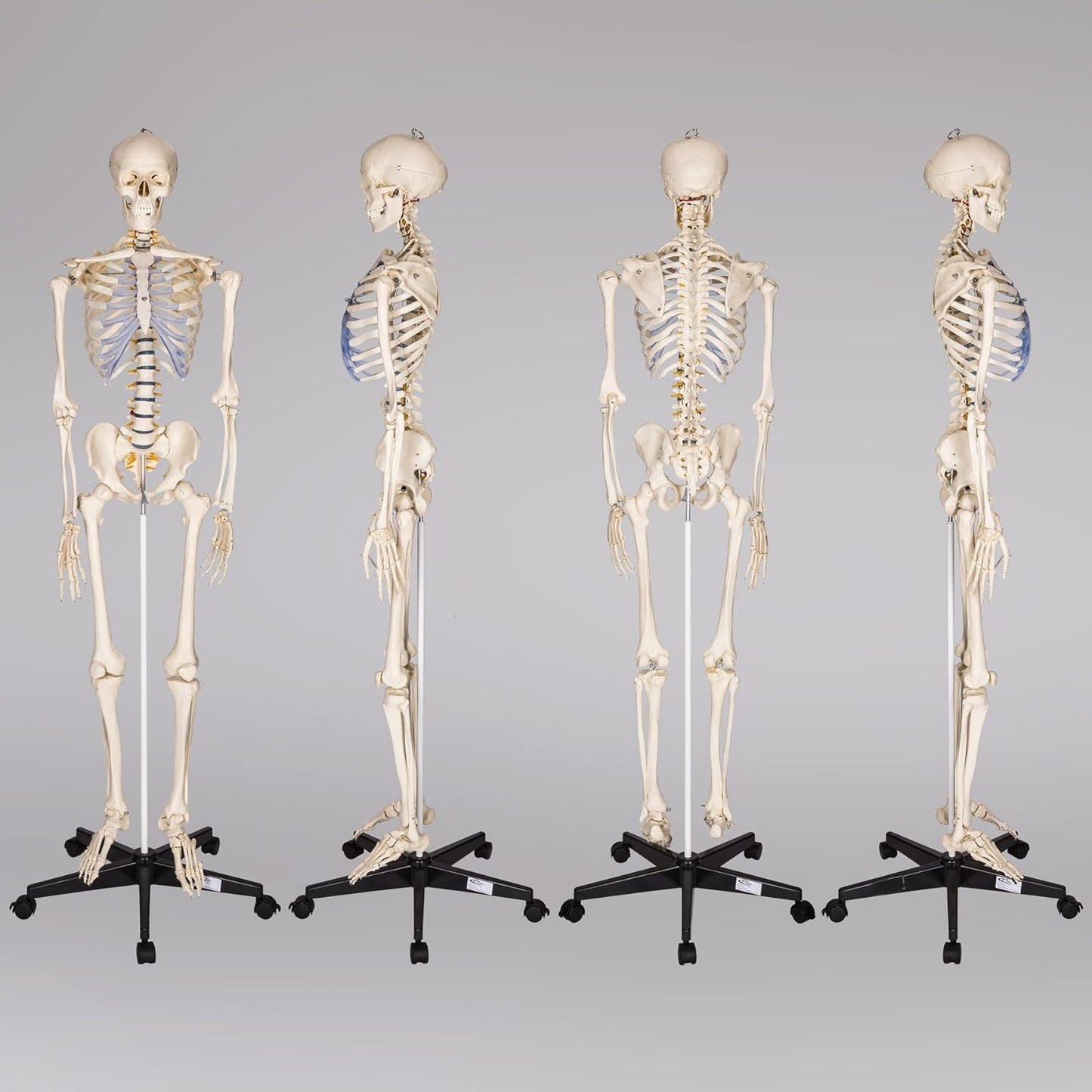 Lebensgrosses Anatomie Skelett inklusive Ständer, Skelett | Nr. 400502