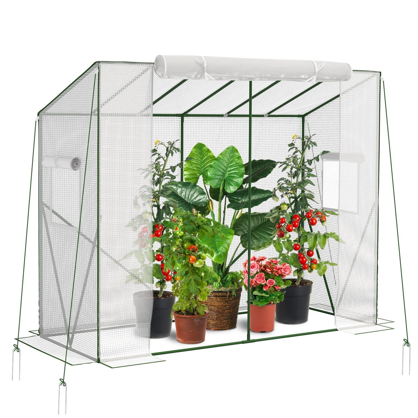 Begehbares Tomatengewächshaus mit Schrägdach