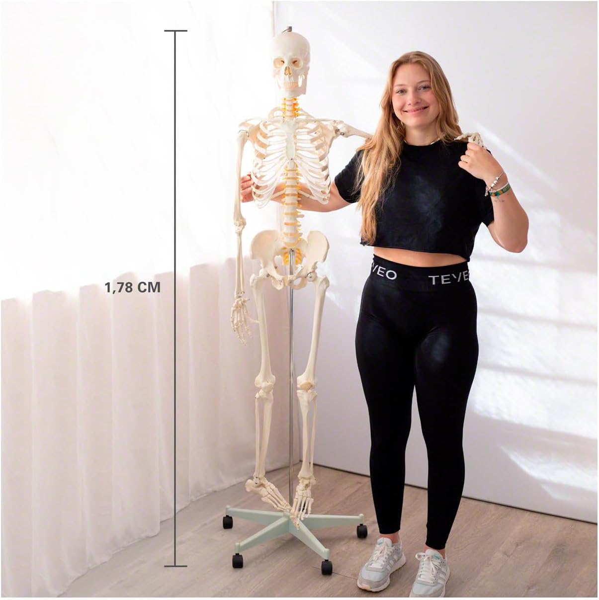 Lebensgrosses menschliches Skelett-Modell für Anatomie-Studien