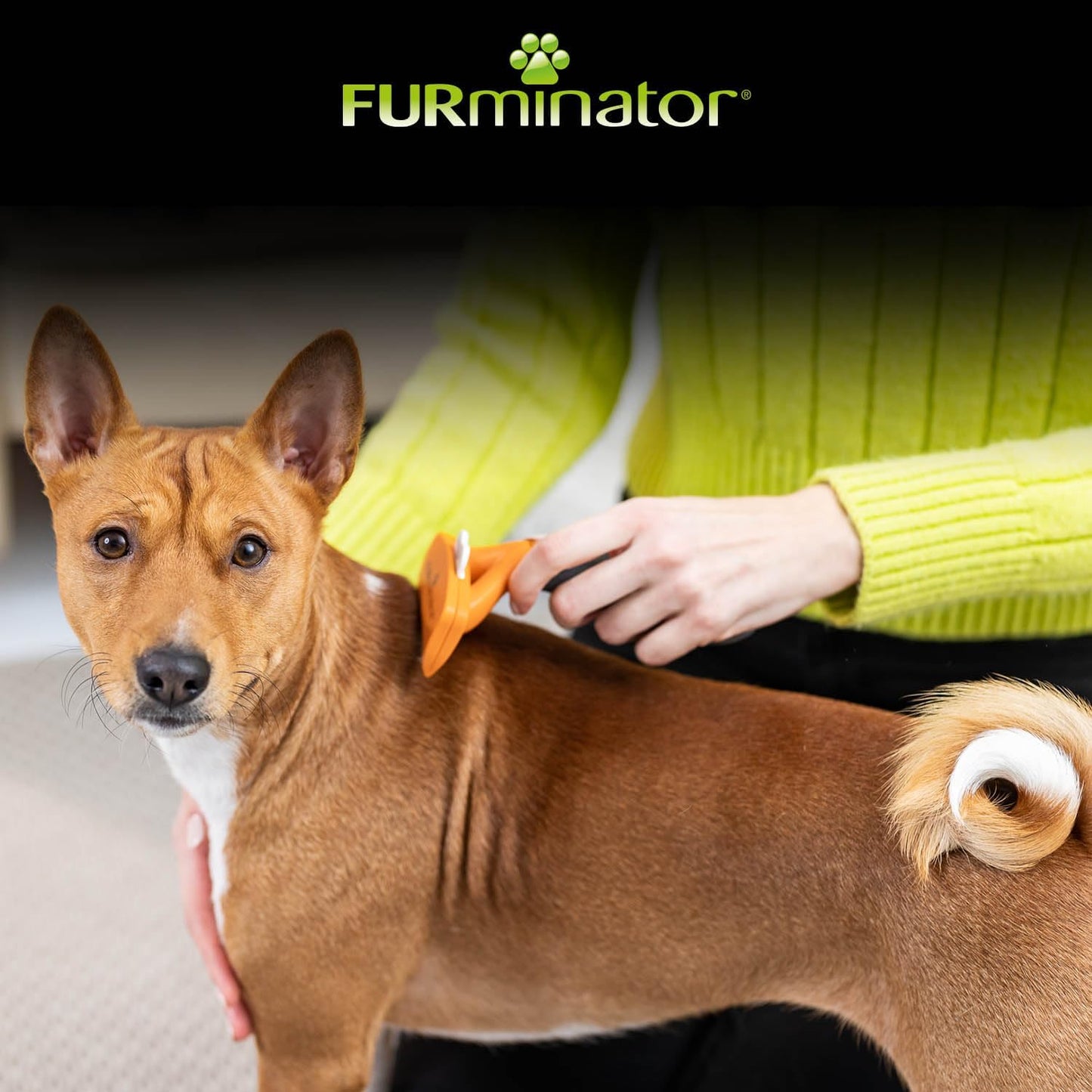 Pflegebürste für Kurzhaar-Hunde, Version 2.0 Kurzhaar