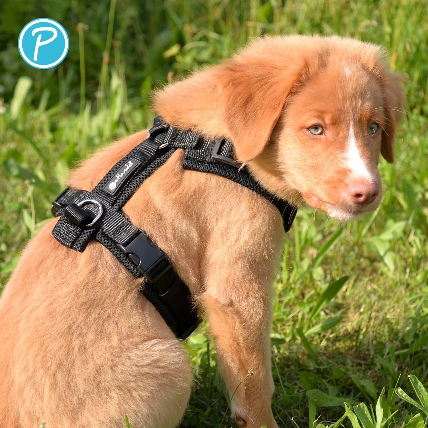 Gepolstertes Hundegeschirr Y-Comfort, Schwarz L