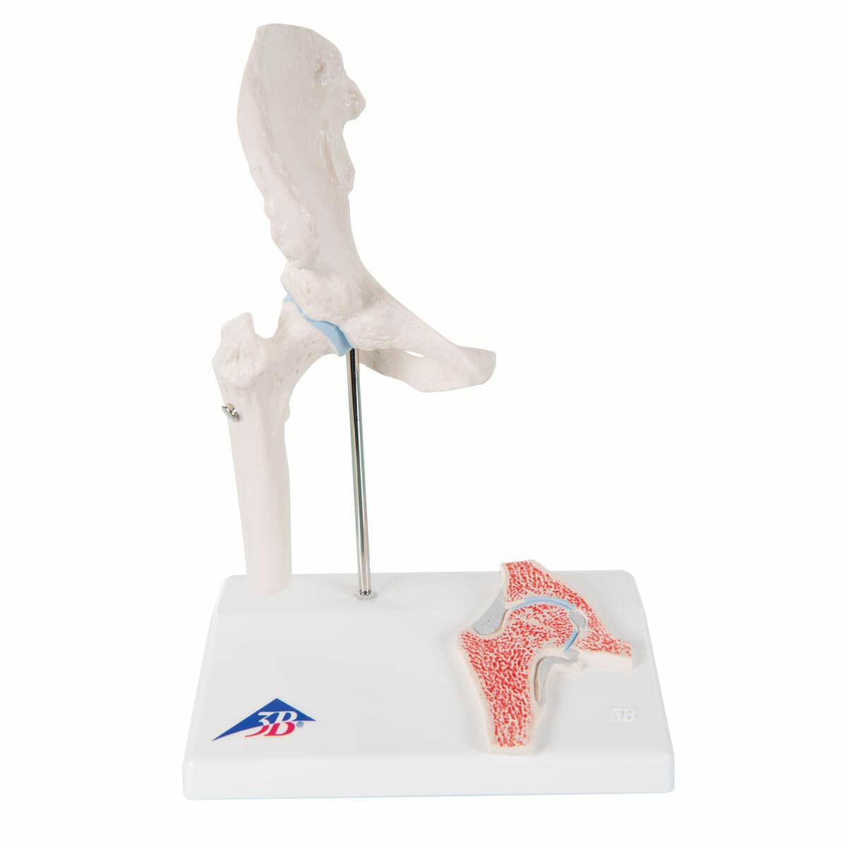 Mini-Hüftgelenk Modell mit Querschnitt, Mini-Hüftgelenk