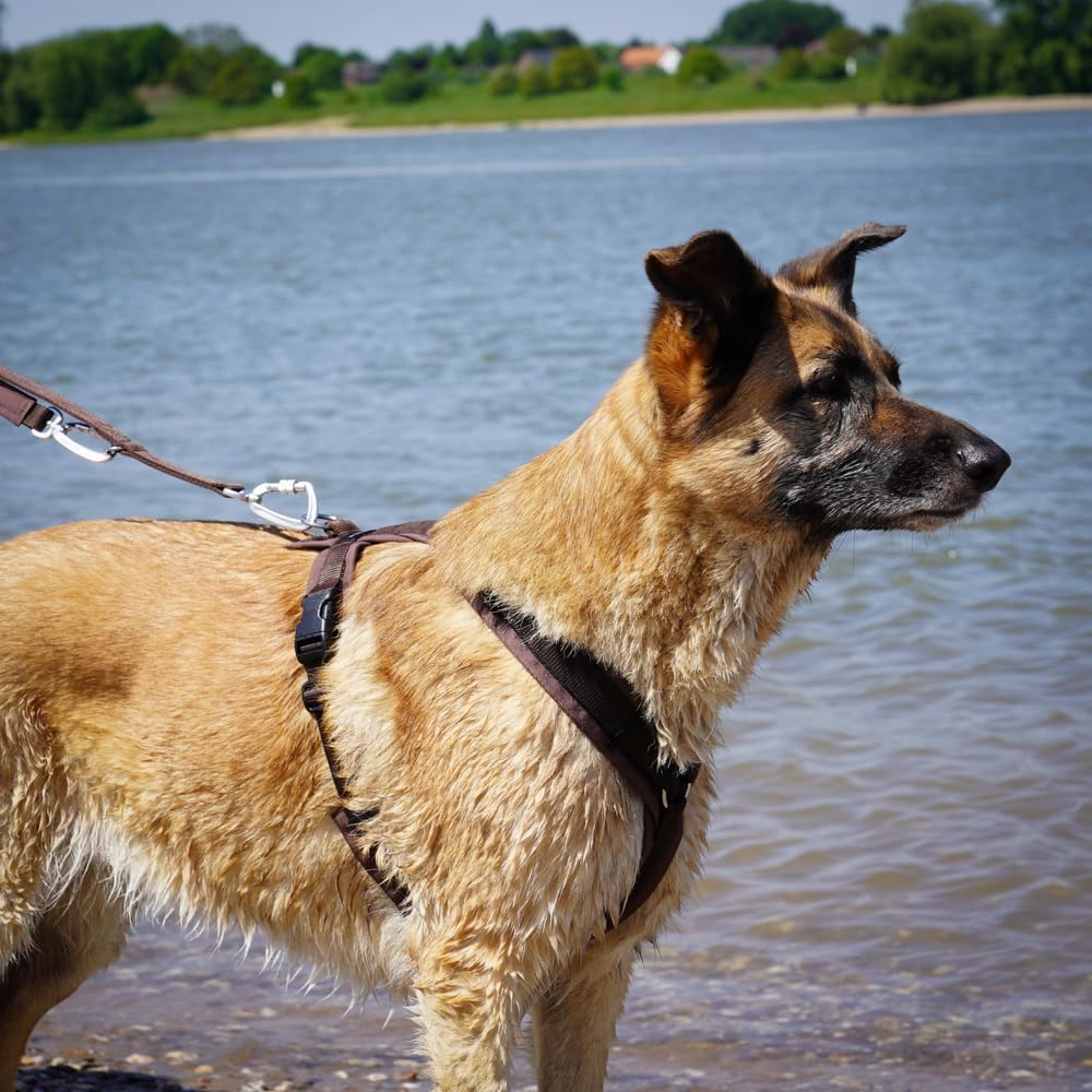 Brustgeschirr Fun für Hunde, braun braun XXS