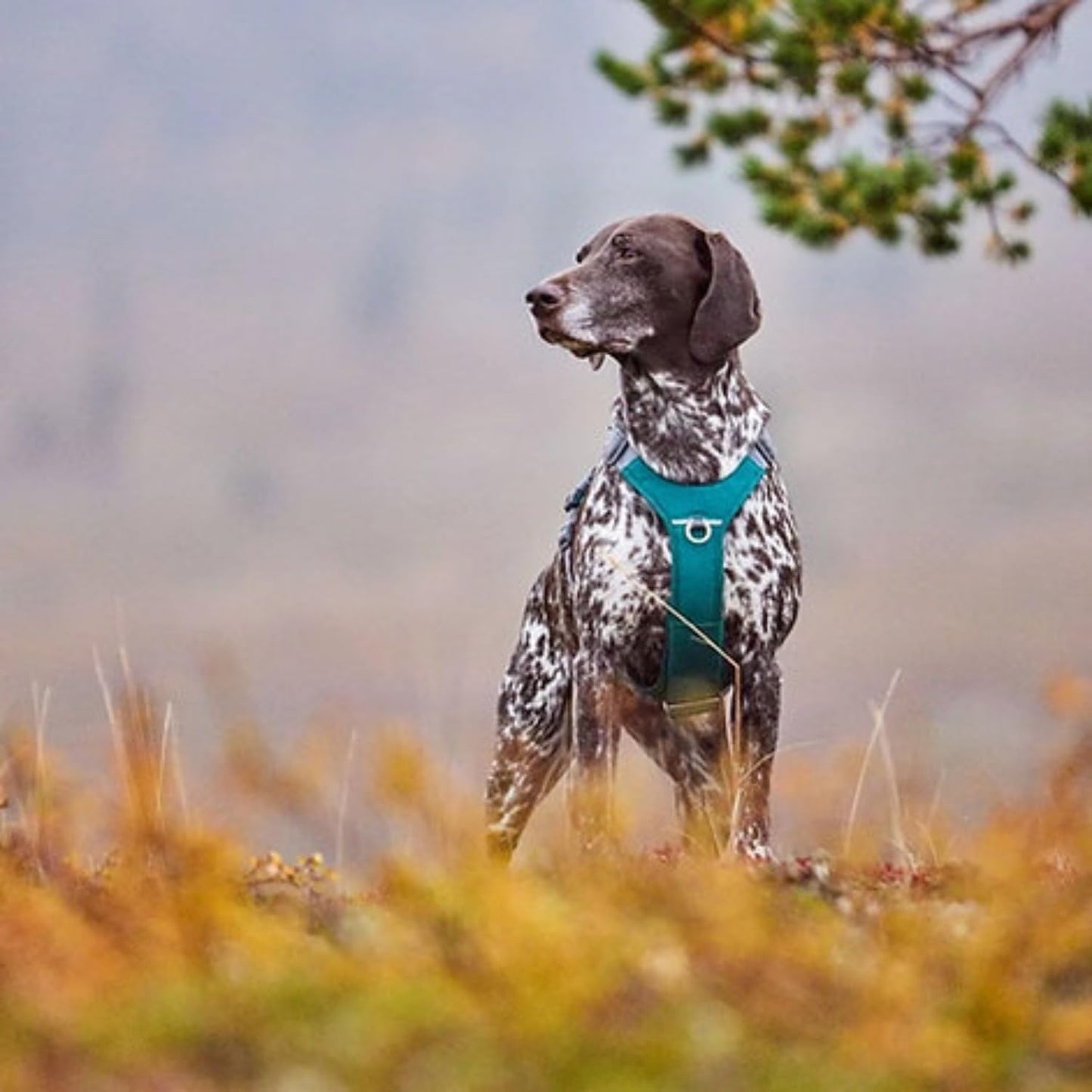 Rover Hundegeschirr, peacock, Turquoise 65-80 cm