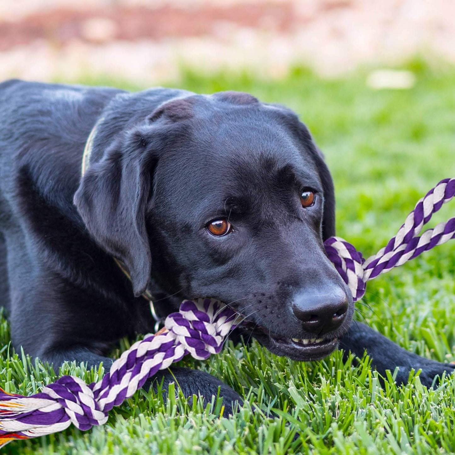 9-teiliges Zerr- und Kauspielzeug-Set für grosse Hunde, For Large Dogs 9 Stück, mehrfarbig