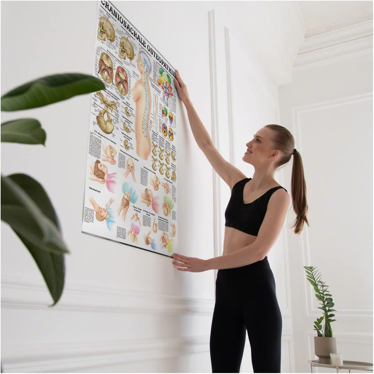 Anatomie-Tafel für Craniosacrale Osteopathie, laminiert
