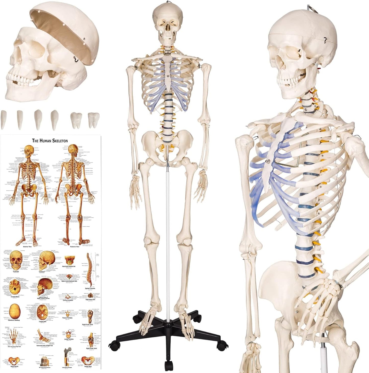 Lebensgrosses Anatomie Skelett inklusive Ständer, Skelett | Nr. 400502