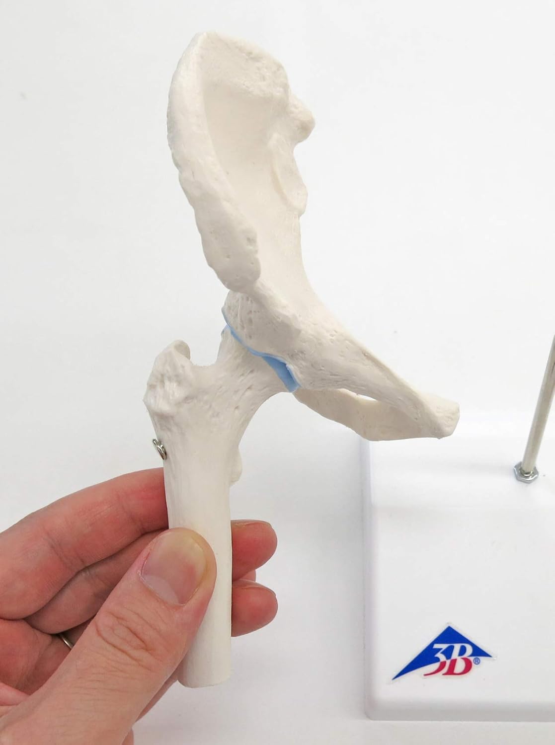 Mini-Hüftgelenk Modell mit Querschnitt, Mini-Hüftgelenk