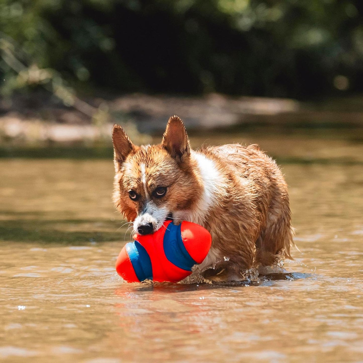 Fumble Fetch Hundespielzeug, orange / blau Small