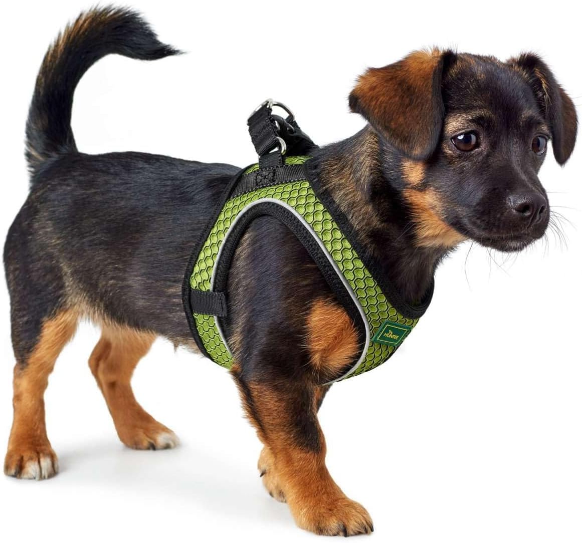 66623 Hilo Comfort Hundegeschirr, Limette XS