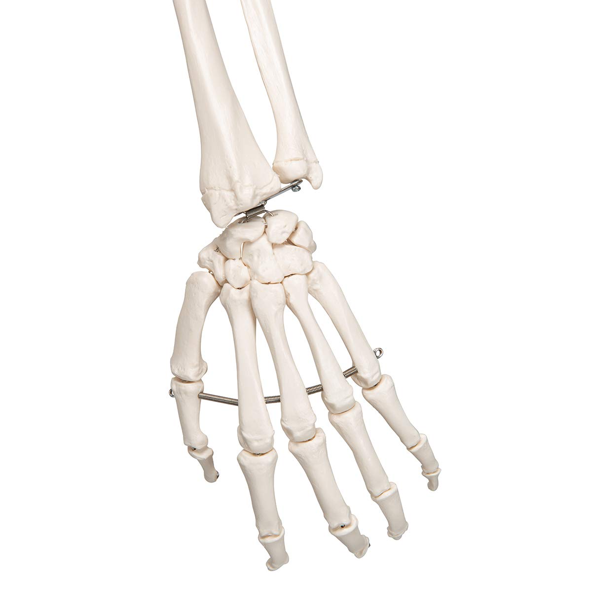 Anatomie Skelettmodell mit Metallstativ (5 Rollen), Metallstativ mit 5 Rollen