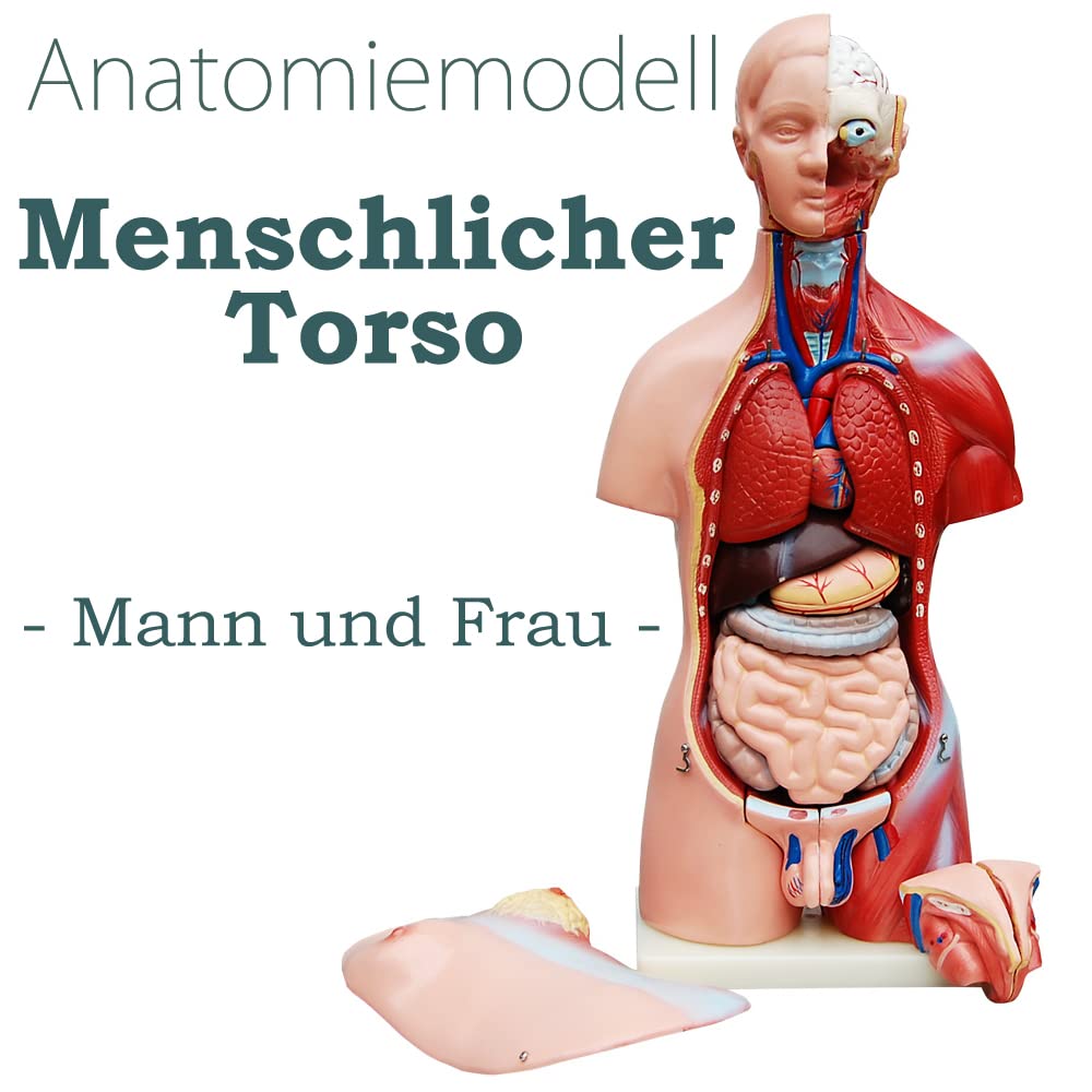 Anatomiemodell männlicher Torso mit herausnehmbaren Organen, Mehrfarben