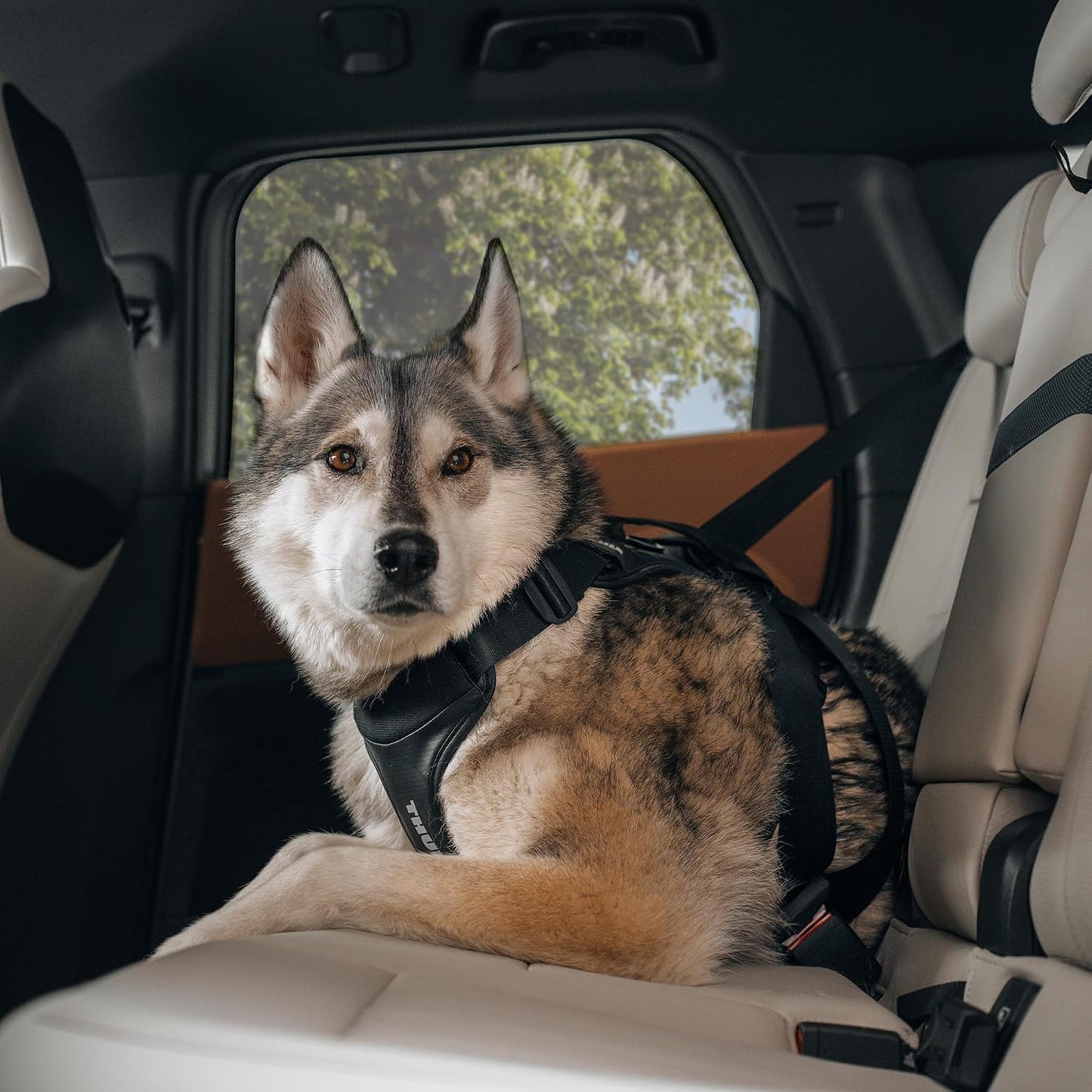 Cappy Hundegeschirr fürs Auto (Grösse S), Schwarz S