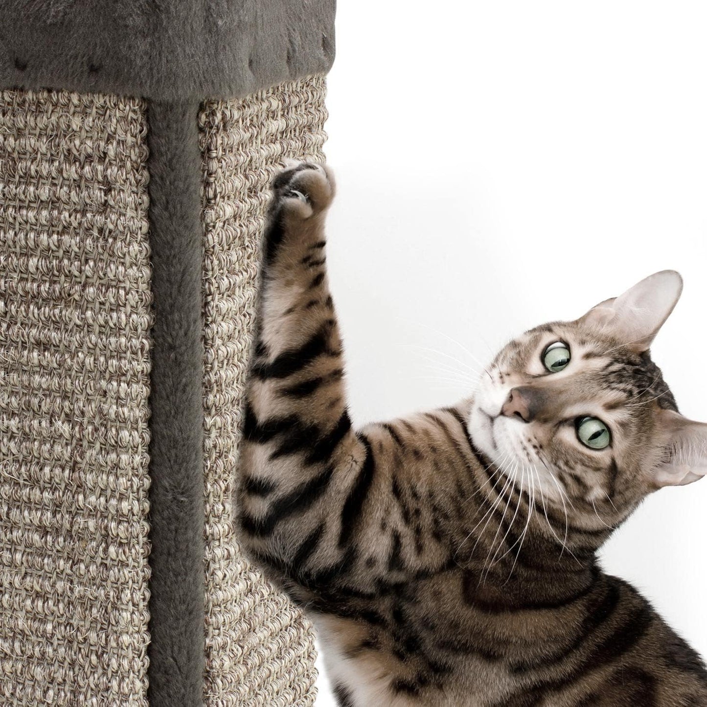 Eckkratzer für Katzen