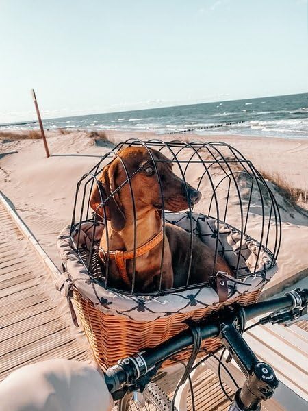 Retro Velokorb für Tiere, mit Stoffbesatz