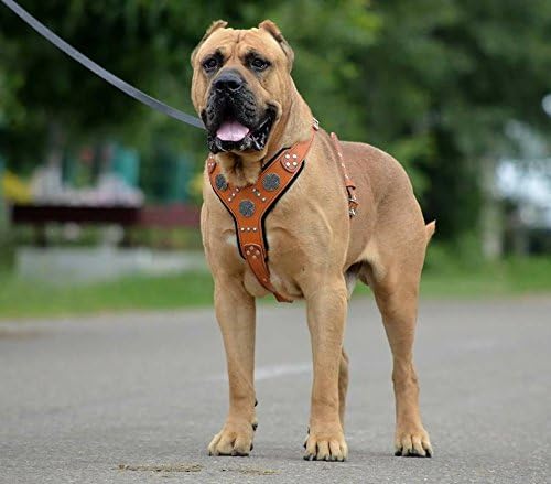 Brustgeschirr - Maximus, XXL- für einen Brustumfang von 95 cm bis 145 cm - Braun