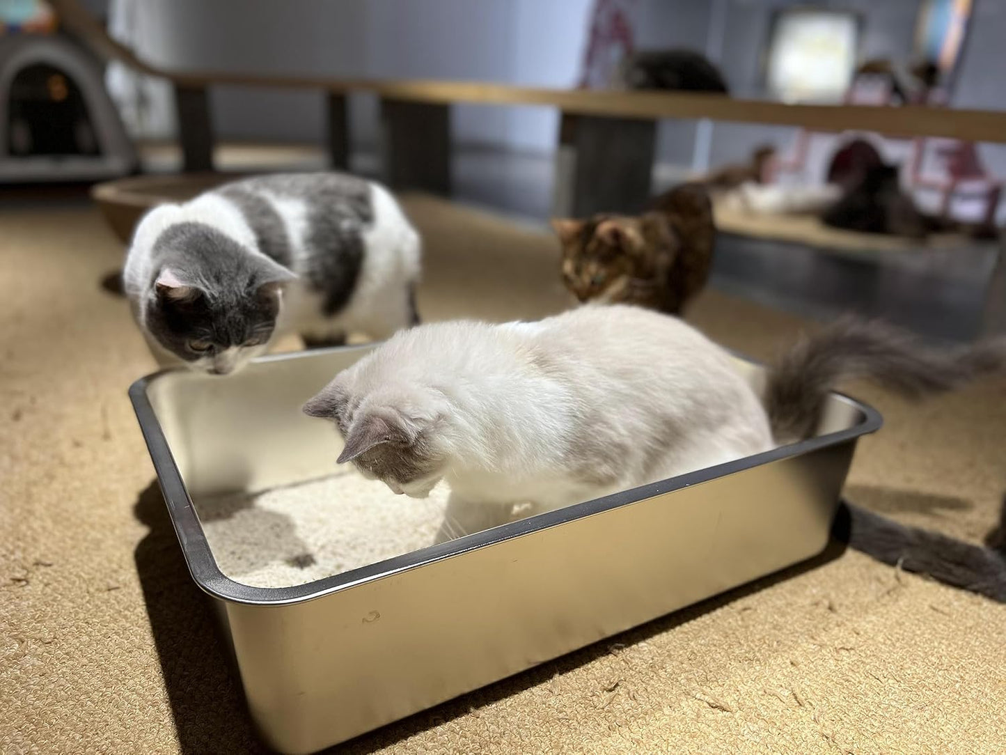 Katzentoilette, geruchsneutral, 60x40x15cm Silber