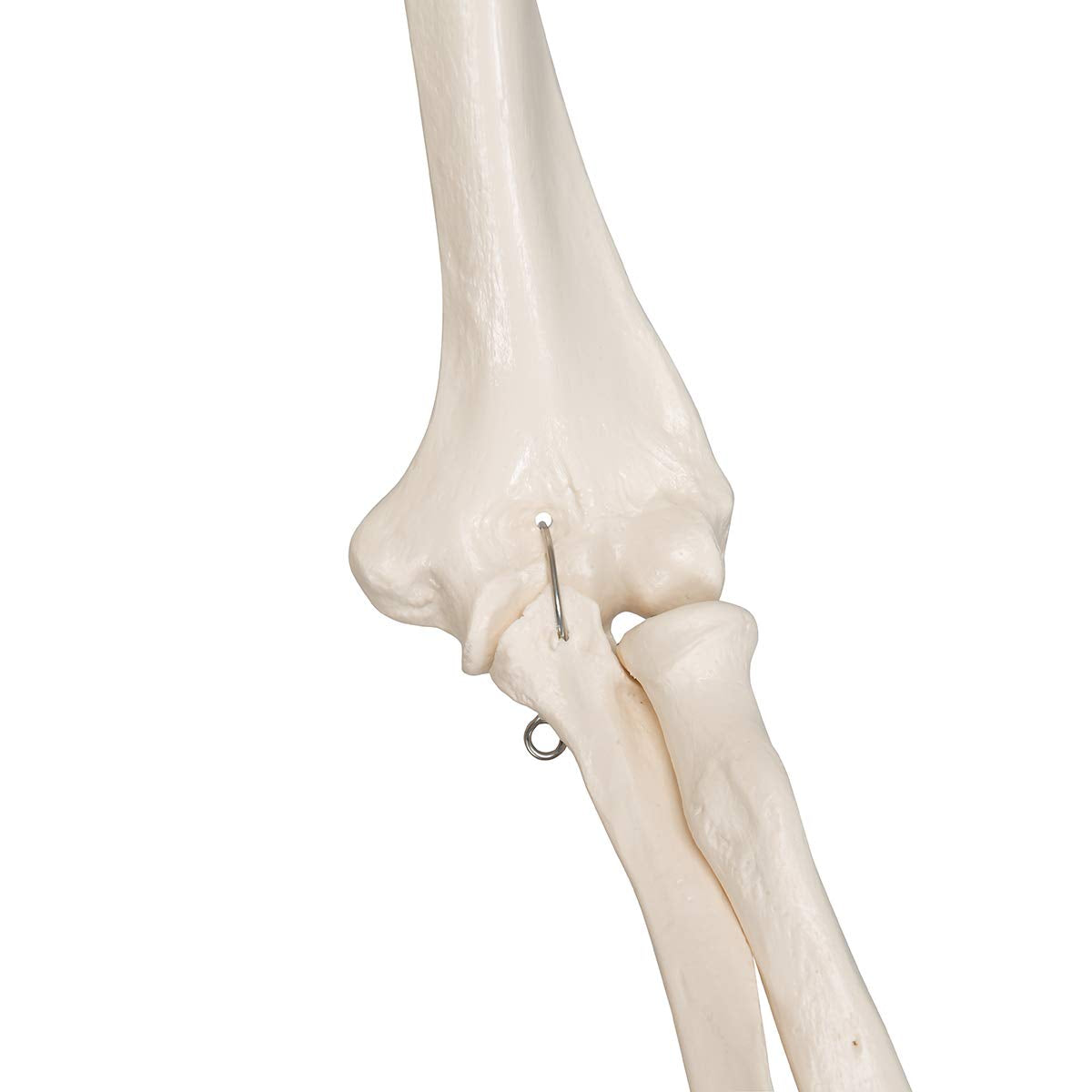 Anatomie Skelettmodell mit Metallstativ (5 Rollen), Metallstativ mit 5 Rollen