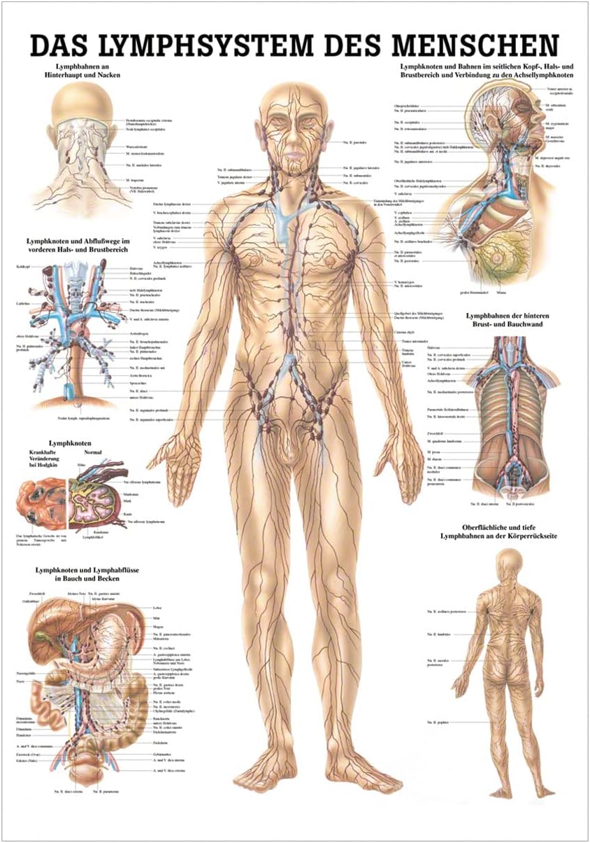 Lehrtafel Das Lymphsystem des Menschen