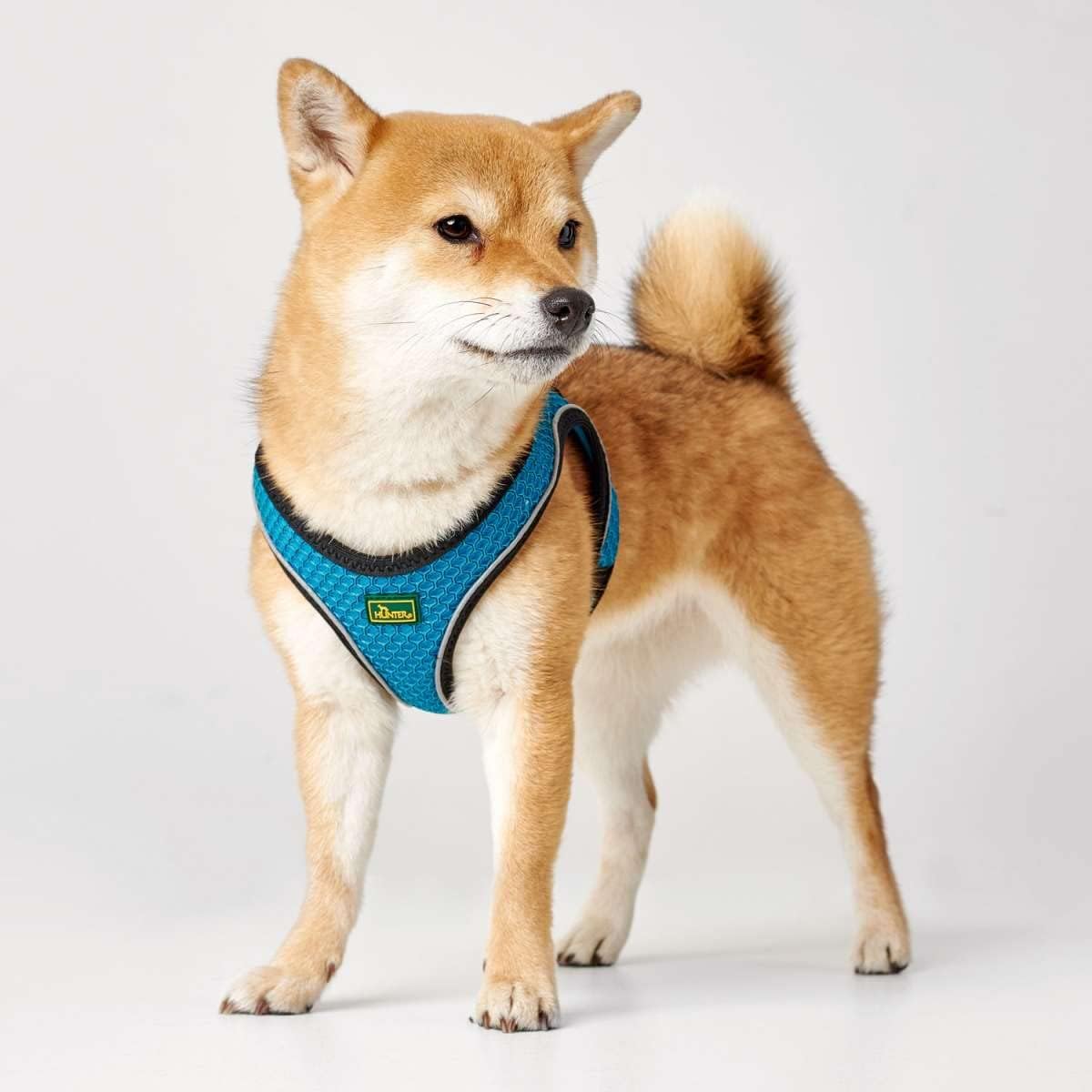 Hundegeschirr Hilo Comfort, Türkis, S-M