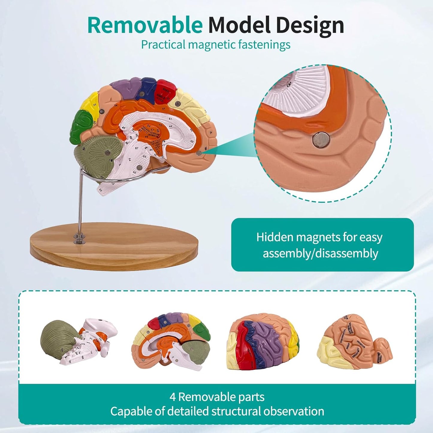 Anatomie Gehirnmodell, Gehirn Modell
