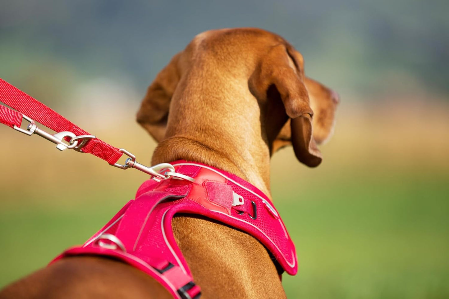 Belka Harness Hundegeschirr, verstellbar, reflektierend, inkl. DogFinder ID, S, Red