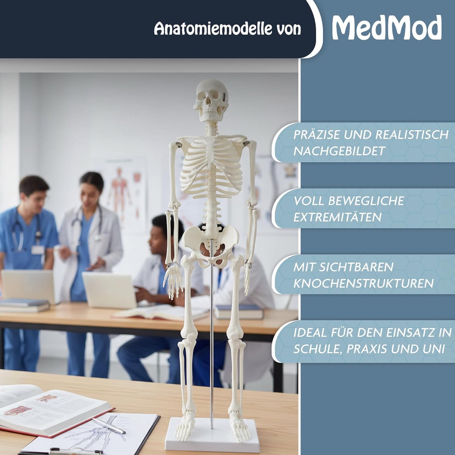 Detailliertes menschliches Skelettmodell mit beweglichen Extremitäten, 87 cm
