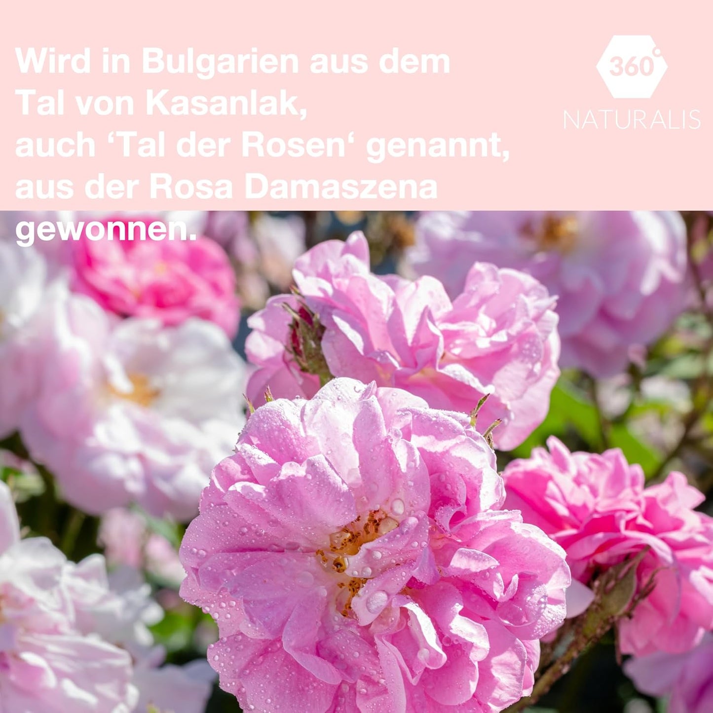 Damaszener Rosenwasser