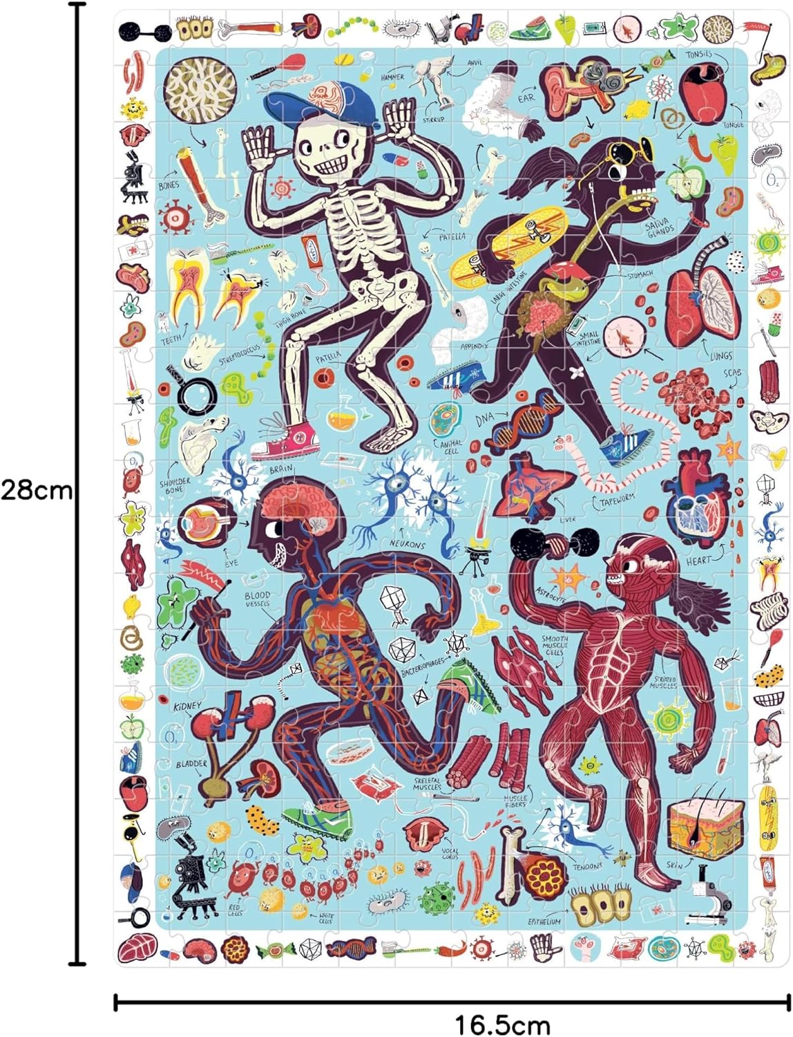 Mein Körper Bodenpuzzle mit Lernposter, My Body