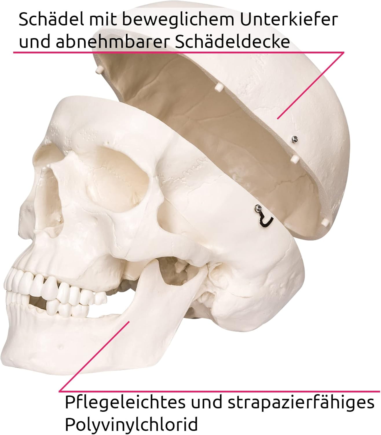 Lebensgrosses Anatomie Skelett inklusive Ständer, Skelett | Nr. 400502