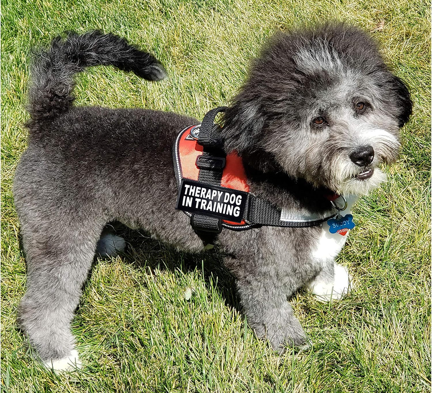 Hundegeschirr für Therapie- und Trainingshunde, Girth 19-25" rot