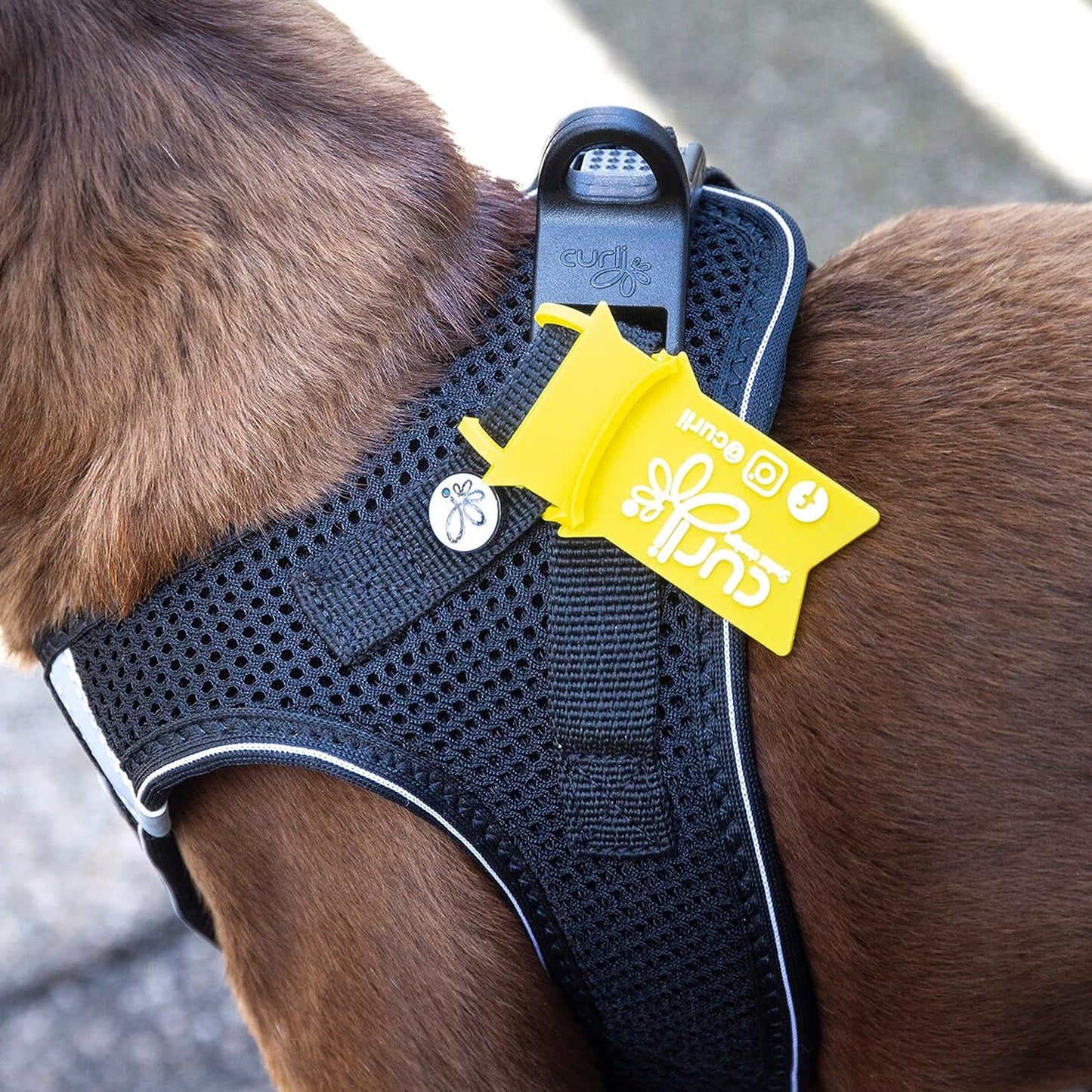 Classic Vest Harness mit D-Ring Buckle inkl. DogFinder ID, mit curli D-Ring Buckle, S, Schwarz