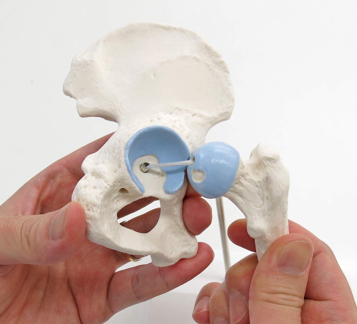 Mini-Hüftgelenk Modell mit Querschnitt, Mini-Hüftgelenk