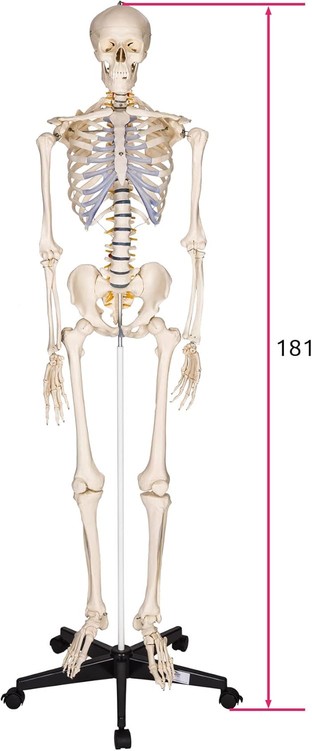 Lebensgrosses Anatomie Skelett inklusive Ständer, Skelett | Nr. 400502