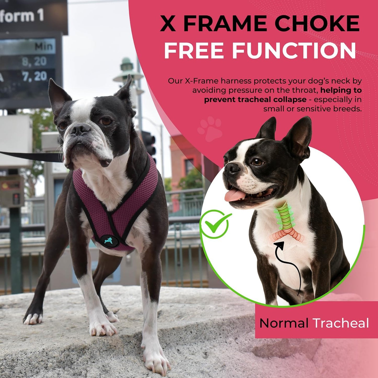 Comfort X Hundegeschirr, Small chest (9-13") violett