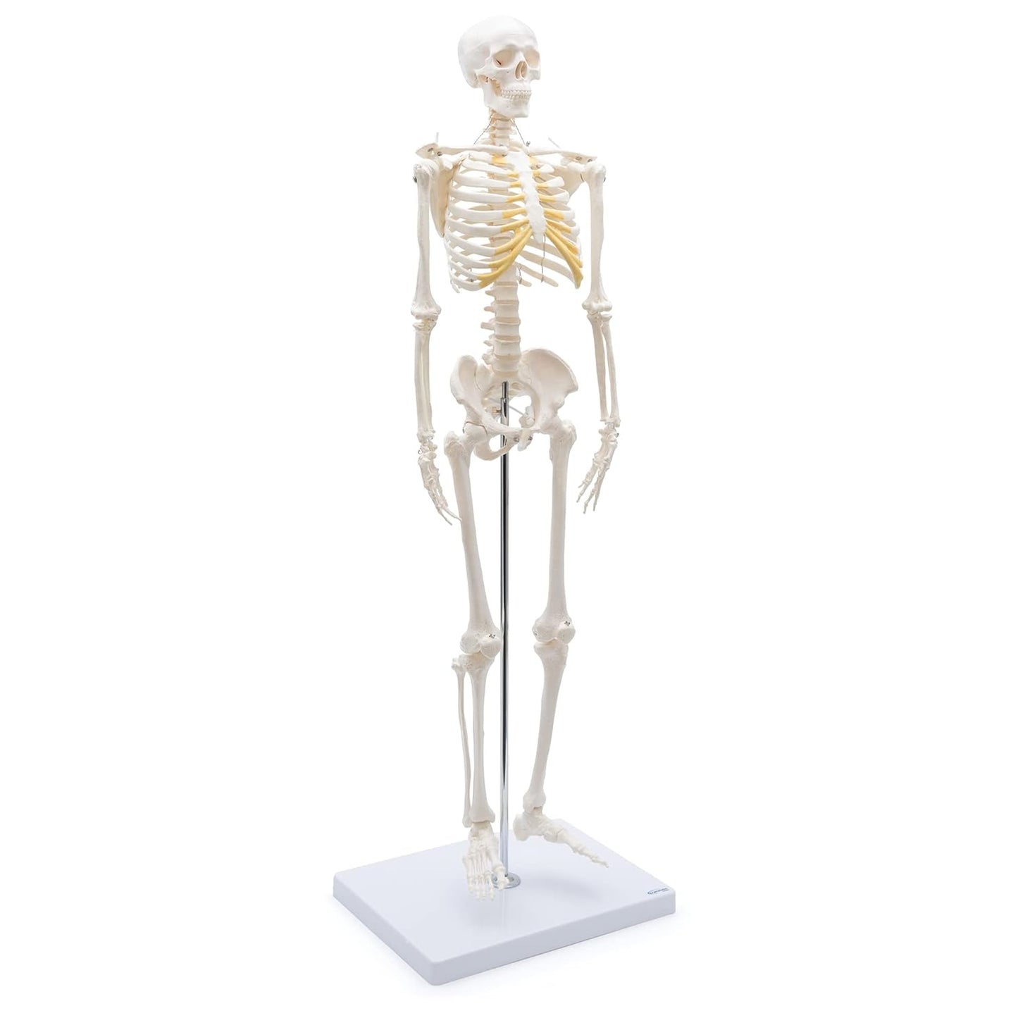 A-117 Mini-Skelett, anatomisch