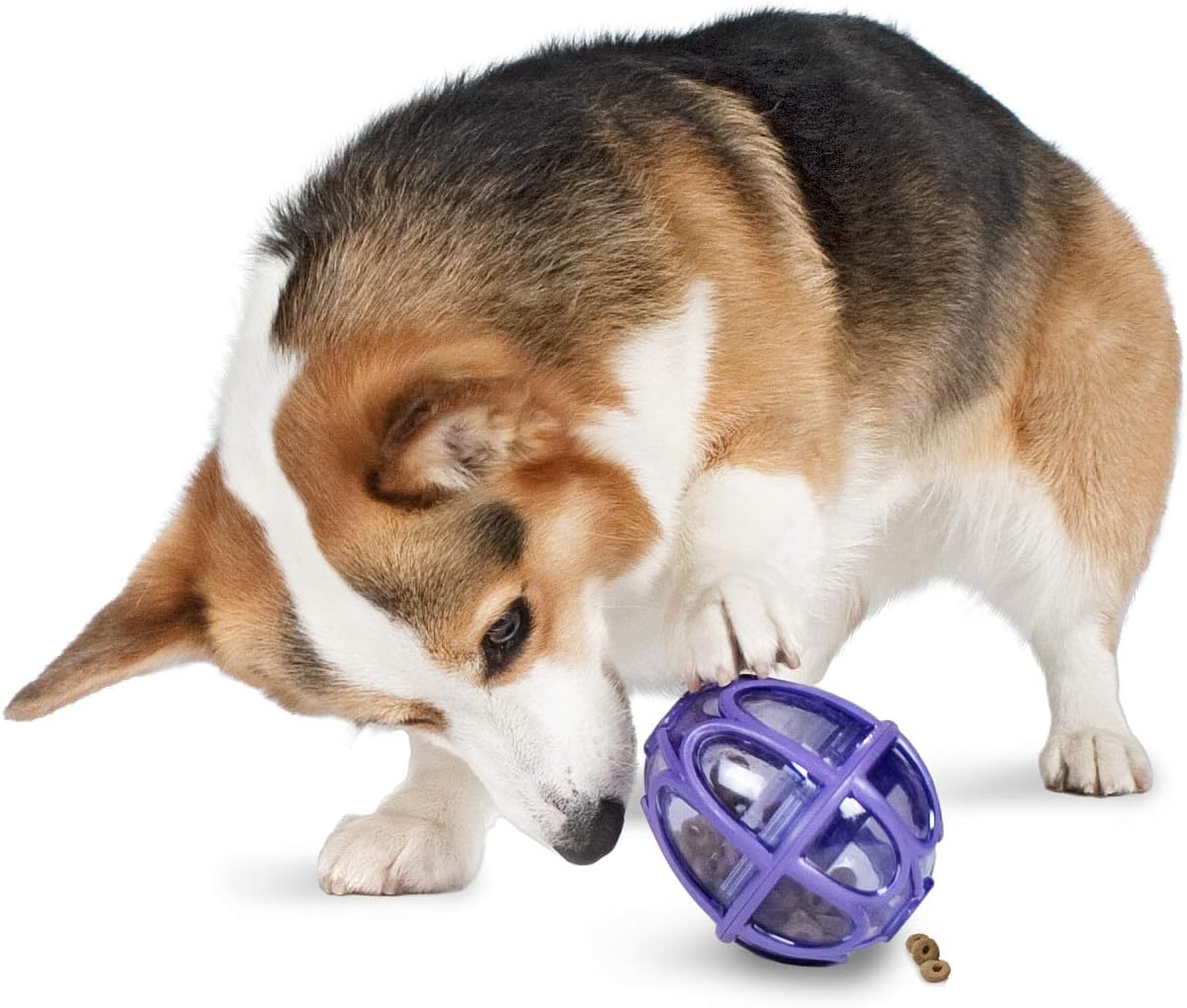 Kibble Nibble Hunde Snackspielzeug, Mittlegross / Gross