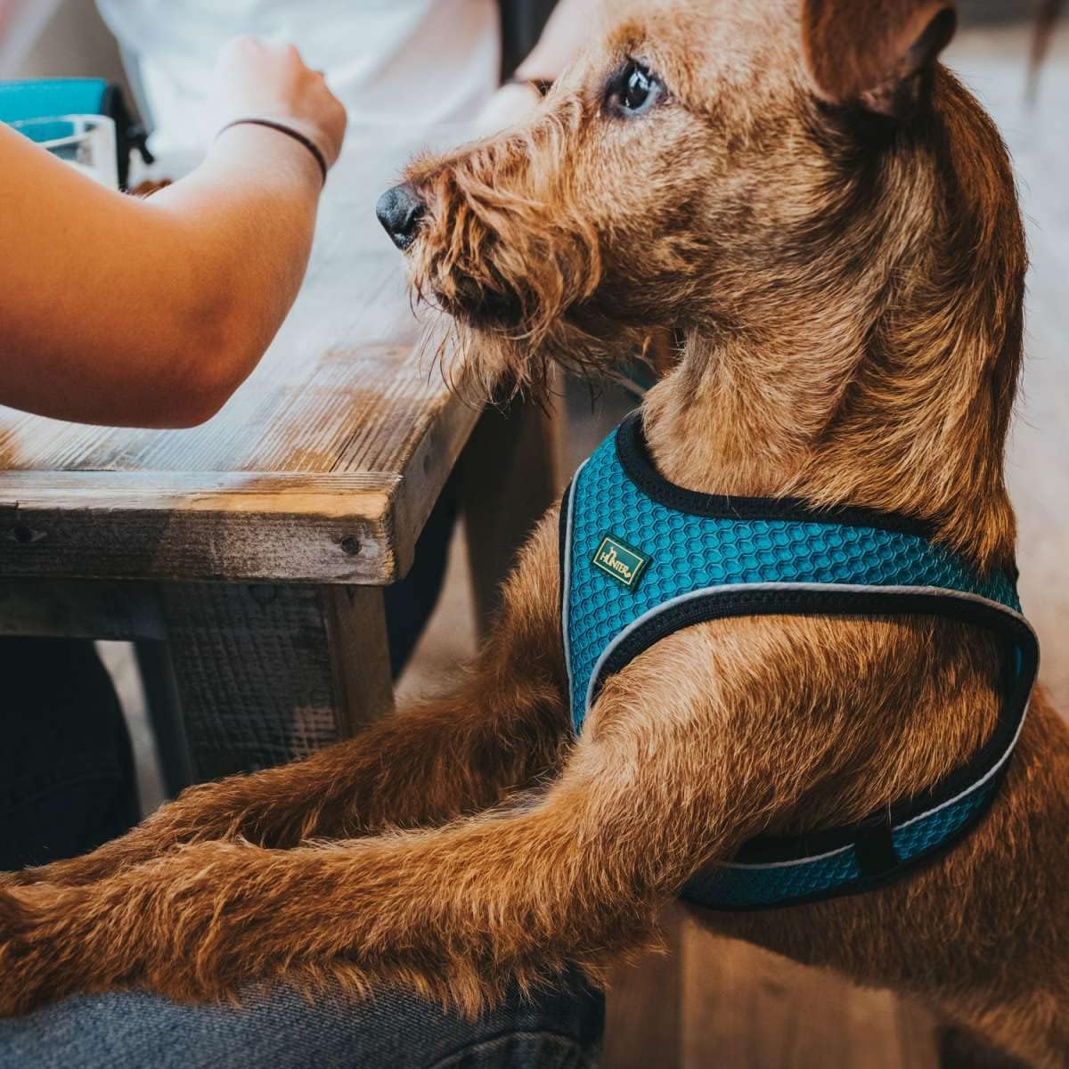 Hundegeschirr Hilo Comfort, Türkis XS