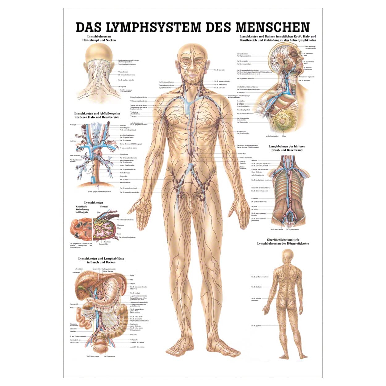 Lehrtafel Das Lymphsystem des Menschen